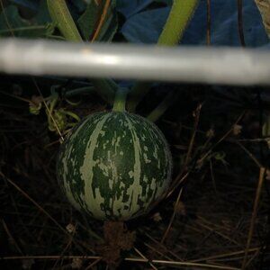 10 Gourds From My Garden